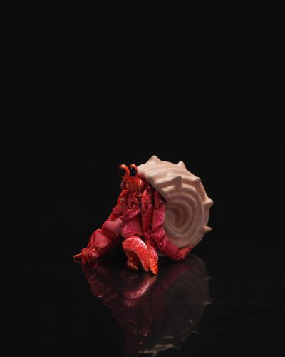 Remeterák kagylóval