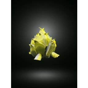 Teknős sárkánygyümölcs páncélban